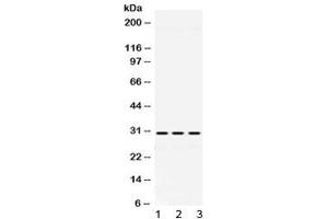 Western blot testing of 1) rat testis, 2) mouse kidney and 3) human HeLa lysate with ADO antibody at 0. (ADO antibody)