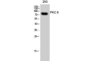 Western Blotting (WB) image for anti-Protein Kinase C, theta (PRKCQ) (Thr319) antibody (ABIN3186479) (PKC theta antibody  (Thr319))
