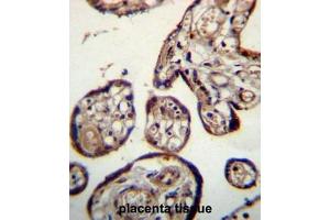 CALU Antibody (C-term) immunohistochemistry analysis in formalin fixed and paraffin embedded human placenta tissue followed by peroxidase conjugation of the secondary antibody and DAB staining. (CALU antibody  (C-Term))