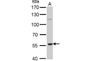 RAG2 antibody  (Center)