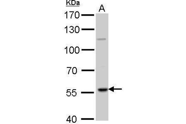 RAG2 antibody  (Center)