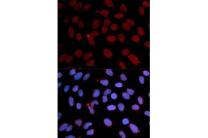 Immunofluorescence (IF) image for anti-Lamin B1 (LMNB1) antibody (ABIN1873553) (Lamin B1 antibody)