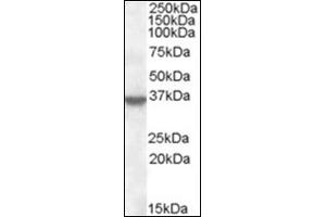 Image no. 3 for anti-Annexin A1 (ANXA1) (C-Term) antibody (ABIN375081) (Annexin a1 antibody  (C-Term))