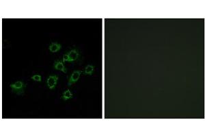 Immunofluorescence analysis of A549 cells, using LILRA1 antibody. (LILRA1 antibody  (Internal Region))