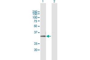 Western Blot analysis of PSMB7 expression in transfected 293T cell line by PSMB7 MaxPab polyclonal antibody. (PSMB7 antibody  (AA 1-277))