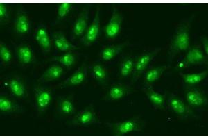 Immunofluorescence analysis of A549 cells using POLR2D Polyclonal Antibody (POLR2D antibody)