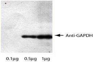 Western Blotting (WB) image for anti-Glyceraldehyde-3-Phosphate Dehydrogenase (GAPDH) antibody (ABIN1107316) (GAPDH antibody)