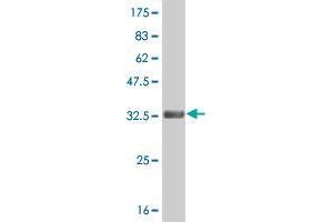 Western Blot detection against Immunogen (34. (HES2 antibody  (AA 41-114))