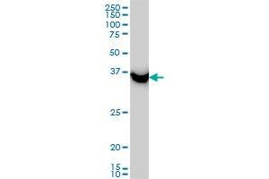 SAE1 antibody  (AA 1-346)