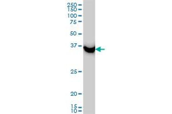 SAE1 antibody  (AA 1-346)