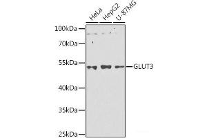 Western blot analysis of extracts of various cell lines using GLUT3 Polyclonal Antibody at dilution of 1:1000. (SLC2A3 antibody)