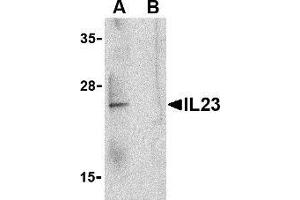 Western blot analysis of IL-23 in Raji lysate with AP30418PU-N IL-23 antibody at 1 μg/ml in the (A) absence and (B) presence of blocking peptide. (IL23A antibody  (C-Term))