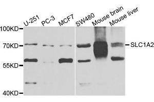 Western blot analysis of extracts of various cells, using EAAT2 (SLC1A2) antibody.