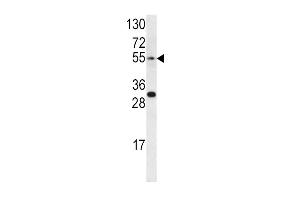 Western blot analysis of EDNRA antibody (Center) (ABIN390401 and ABIN2840794) in CEM cell line lysates (35 μg/lane). (Endothelin-1 Receptor antibody  (AA 125-154))