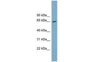 WB Suggested Anti-PPP2R1A Antibody Titration: 0. (PPP2R1A antibody  (Middle Region))