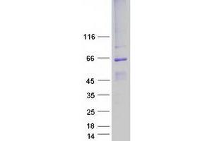 Validation with Western Blot (Bestrophin 1 Protein (BEST1) (Transcript Variant 1) (Myc-DYKDDDDK Tag))