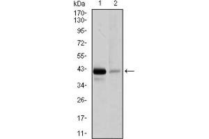 Western blot analysis using PAX5 antibody against Raji (1), and EVC-304 (2) cell lysate.