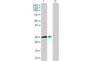 Western Blot analysis of TNFRSF18 expression in transfected 293T cell line by TNFRSF18 MaxPab polyclonal antibody.