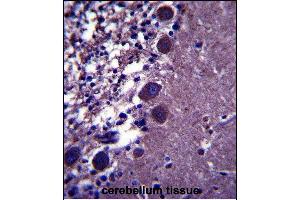 KCNK18 Antibody (Center) (ABIN657542 and ABIN2846557) immunohistochemistry analysis in formalin fixed and paraffin embedded human cerebellum tissue followed by peroxidase conjugation of the secondary antibody and DAB staining. (KCNK18 antibody  (AA 168-197))