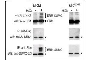 Image no. 2 for anti-Small Ubiquitin Related Modifier 3 (SUMO3) (C-Term) antibody (ABIN356741) (SUMO3 antibody  (C-Term))