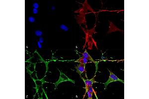 Immunocytochemistry/Immunofluorescence analysis using Mouse Anti-Neuroligin 3 Monoclonal Antibody, Clone S110-29 (ABIN1741453). (Neuroligin 3 antibody  (AA 730-848) (Atto 594))