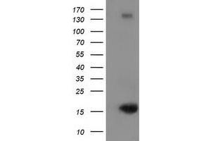 Image no. 1 for anti-Ubiquitin-Like 4A (UBL4A) antibody (ABIN1501649) (UBL4A antibody)