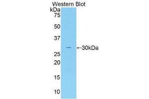 Western Blotting (WB) image for anti-Coagulation Factor V (F5) (AA 1979-2217) antibody (ABIN1858758) (Coagulation Factor V antibody  (AA 1979-2217))