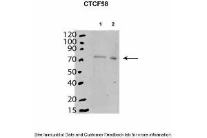 Mouse stem cells expressed in cytoplasm and nucleoplasm. (CTCF antibody  (C-Term))