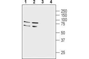 Western blot analysis of rat (lanes 1 and 3) and mouse (lanes 2 and 4) brain membranes: - 1,2. (LINGO1 antibody  (Extracellular, N-Term))