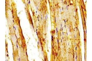 TRAF7 antibody  (AA 1-90)
