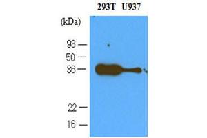 Western Blotting (WB) image for anti-Programmed Cell Death 1 (PDCD1) (AA 21-167) antibody (ABIN263912) (PD-1 antibody  (AA 21-167))