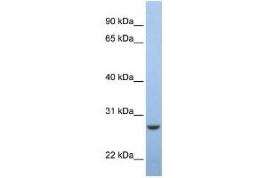 Western Blotting (WB) image for anti-ER membrane protein complex subunit 7 (Emc7) antibody (ABIN2459290) (Emc7 antibody)