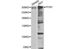 Western Blotting (WB) image for anti-Pericentriolar Material 1 (PCM1) antibody (ABIN1876897)