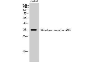 Western Blotting (WB) image for anti-Olfactory Receptor, Family 5, Subfamily AR, Member 1 (OR5AR1) (C-Term) antibody (ABIN3186146)