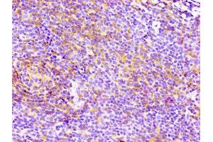 IHC image of ABIN7127280 diluted at 1:100 and staining in paraffin-embedded human lymph node tissue performed on a Leica BondTM system. (Recombinant CD4 antibody)