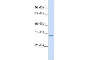 SCRT2 antibody  (Middle Region)