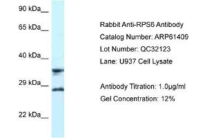 Western Blotting (WB) image for anti-Ribosomal Protein S6 (RPS6) (C-Term) antibody (ABIN2788795) (RPS6 antibody  (C-Term))