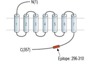 Representative domain view of the target of ABIN7885002.
