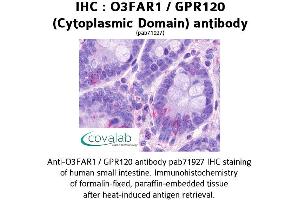 Image no. 1 for anti-omega-3 Fatty Acid Receptor 1 (O3FAR1) (3rd Cytoplasmic Domain) antibody (ABIN1737610) (O3FAR1 antibody  (3rd Cytoplasmic Domain))