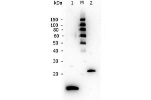 Western Blotting (WB) image for anti-Transforming Growth Factor, beta 1 (TGFB1) (N-Term) antibody (ABIN107740)