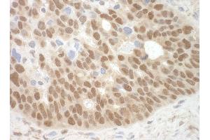 Immunohistochemistry (IHC) image for anti-Methyl-CpG Binding Domain Protein 3 (MBD3) (AA 265-291) antibody (ABIN7448643)
