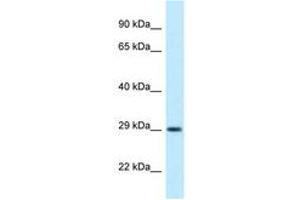 Image no. 1 for anti-Oligodendrocyte Transcription Factor 1 (OLIG1) (AA 96-145) antibody (ABIN6747872) (OLIG1 antibody  (AA 96-145))