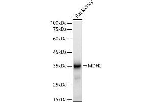 Western blot analysis of extracts of Rat kidney, using MDH2 antibody (ABIN7268381) at 1:500 dilution.