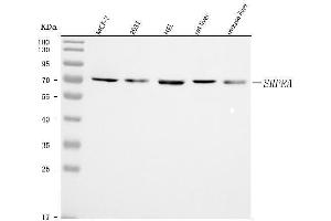 Western blot analysis of SRPRA using anti-SRPRA antibody (ABIN7601408). (SRPRA (AA 346-638) antibody)
