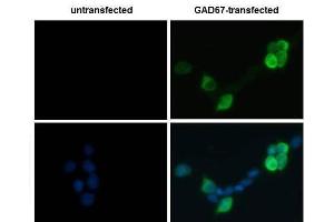 ICC/IF Image GAD67 antibody detects GAD67 protein by immunofluorescent analysis. (GAD antibody  (N-Term))