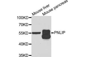 Western blot analysis of extracts of mouse liver and mouse pancreas cell lines, using PNLIP antibody. (PNLIP antibody)