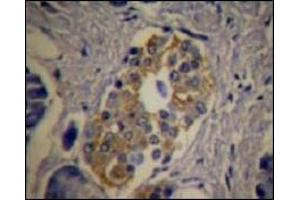 Immunohistochemistry (IHC) image for anti-C-Peptide antibody (ABIN487413) (C-Peptide antibody)