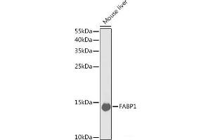 Western blot analysis of extracts of Mouse liver using FABP1 Polyclonal Antibody at dilution of 1:1000. (FABP1 antibody)