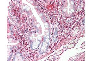 Anti-VEGFC antibody IHC staining of human small intestine. (VEGFC antibody  (AA 1-290))