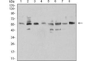 Western blot analysis using NAA10 mouse mAb against HCT116 (1), COS7 (2), HEK293 (3), HL-60 (4), MCF-7 (5), Hela (6), NIH/3T3 (7), and C2C12 (8) cell lysate. (NAA10 antibody  (AA 111-235))